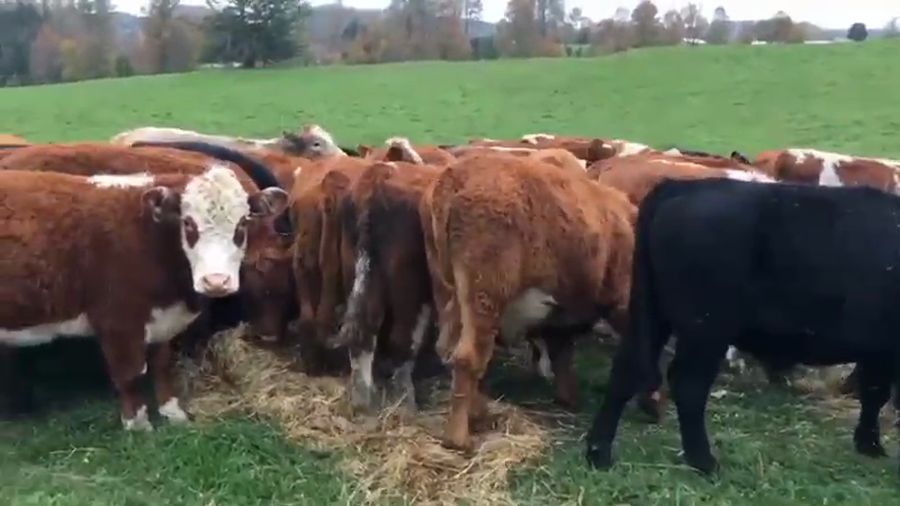 Lote 51 Novillo Engorda en Río Bueno, XIV Región Los Ríos