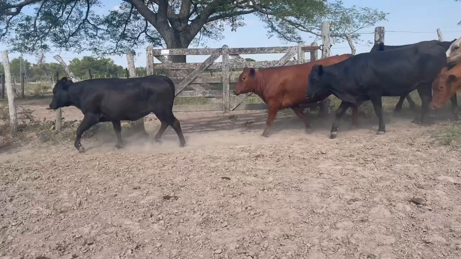 Lote 38 Vaquillonas preñadas en San Cosme, Corrientes
