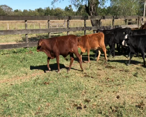 Lote 86 Terneros/as en Formosa, Gral. Lucio V. Mansilla