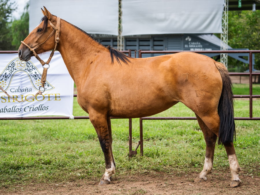 Lote SIRIGOTE LA INGRATA