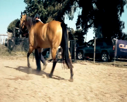 Lote FAVORITA DE ROOSTER