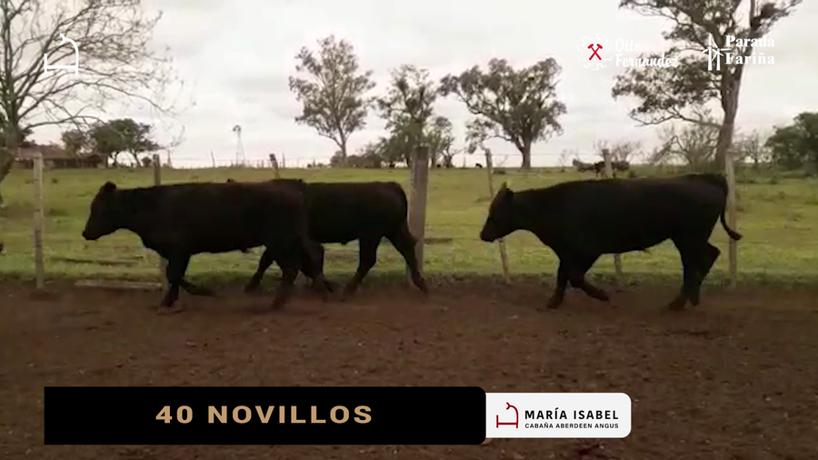 Lote 40 NOVILLOS
