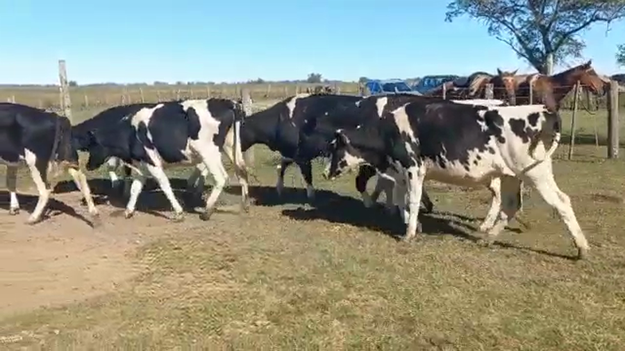 Lote Vaquillonas Para Entorar - Ramon Bereheterbide