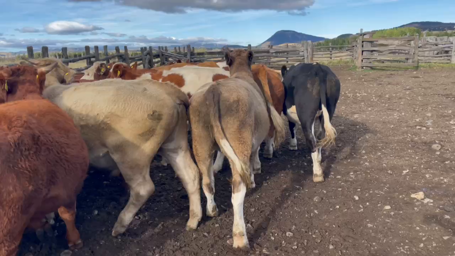 Lote 40 Novillo Engorda en XI Región Aysén, Coyhaique