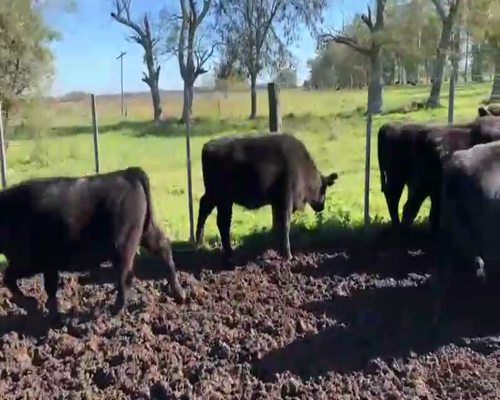 Lote 70 Terneros/as en San Andrés de Giles, Buenos Aires