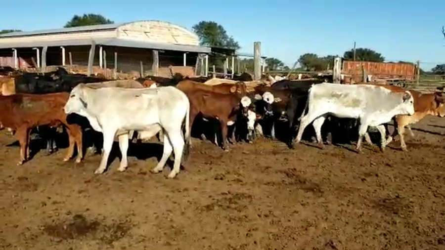 Lote 90 Terneros/as en San Luis del Palmar, Corrientes