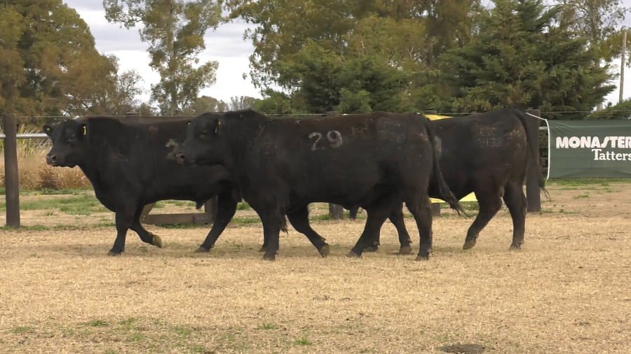 Lote TOROS ANGUS PUROS CONTROLADOS