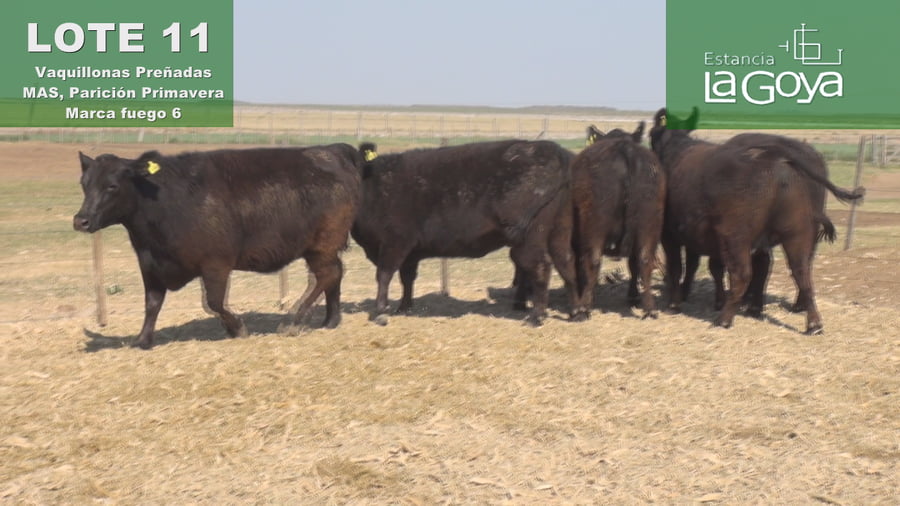 Lote VAQUILLONAS PREÑADAS MAS PARICIÓN PRIMAVERA