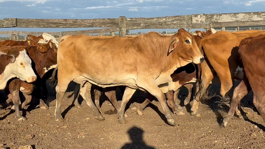 Lote 60 Vacas p/ invernar