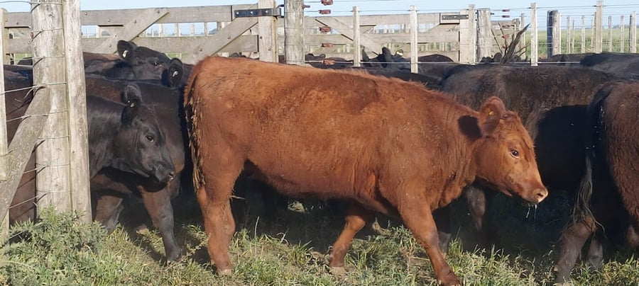 Lote 25 Vaquillonas P/ entorar en Tres Arroyos, Buenos Aires