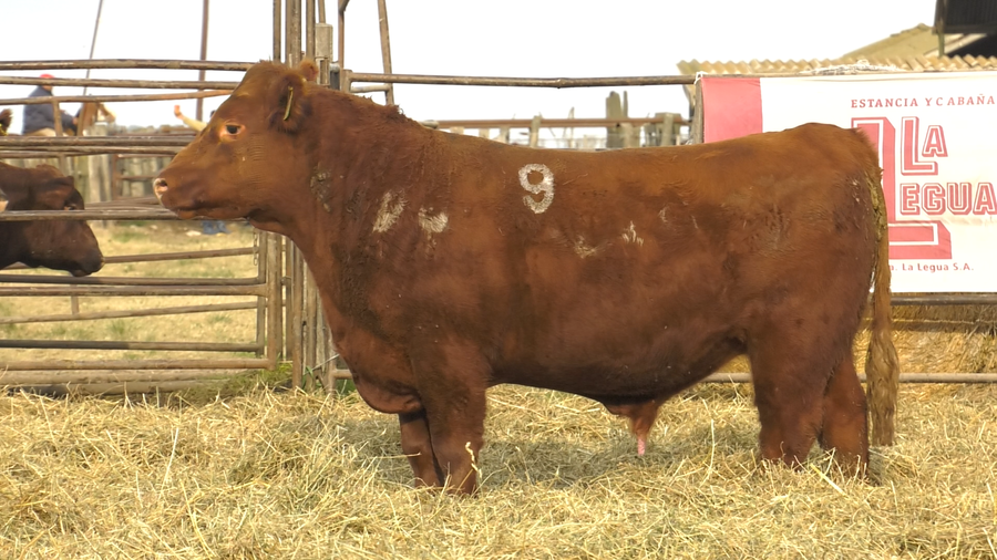 Lote TOROS ANGUS COLORADOS  PC