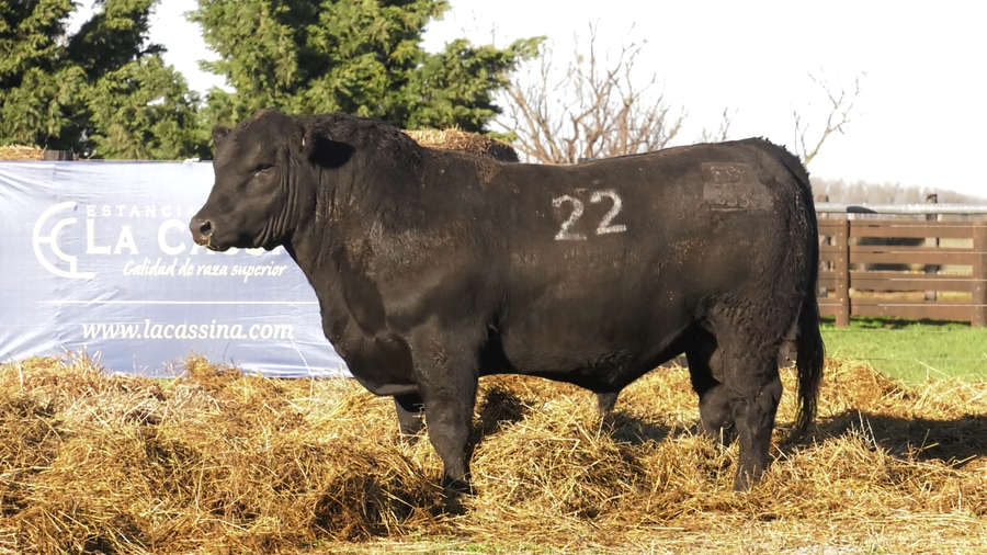 Lote TOROS ANGUS PURO CONTROLADO