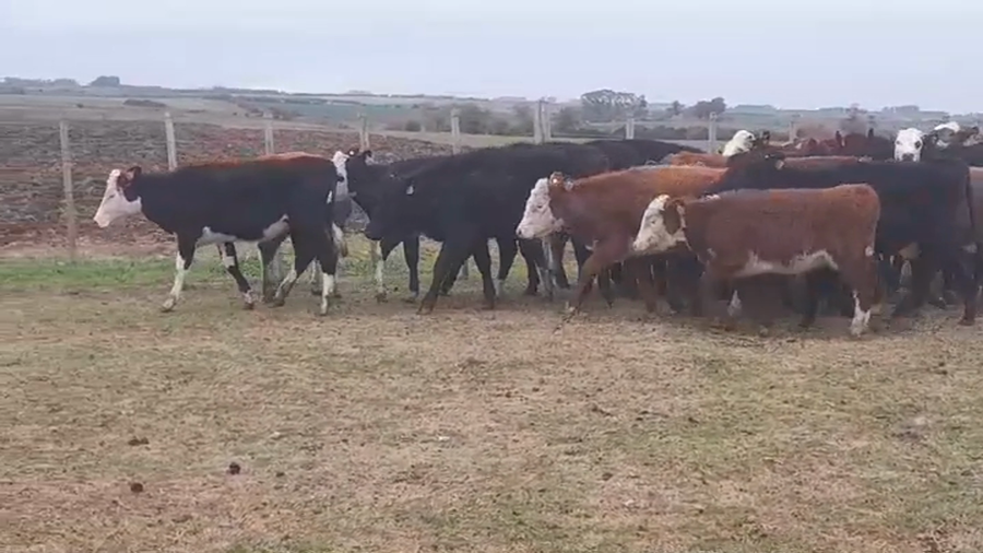Lote (Vendido)27 Terneras HEREFORD/ ANGUS a remate en #48 Pantalla Carmelo 175kg -  en PASO SENA