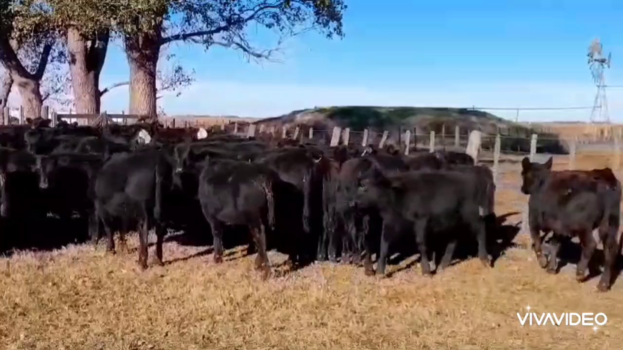 Lote 268 Terneras en Lincoln, Buenos Aires