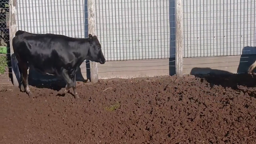 Lote 32 Terneras Holando Argentino en Sunchales, Santa Fe