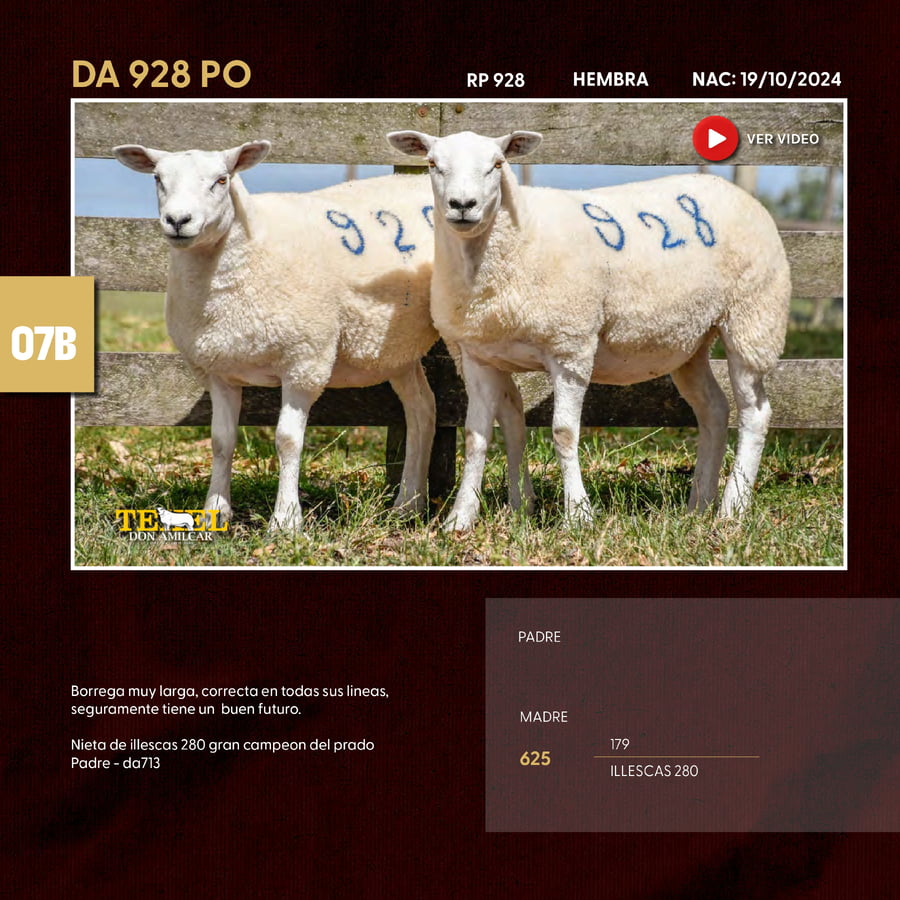 Lote 2 Borregas a remate en Texel Don Amilcar y Villa Olivar, Cerro Largo