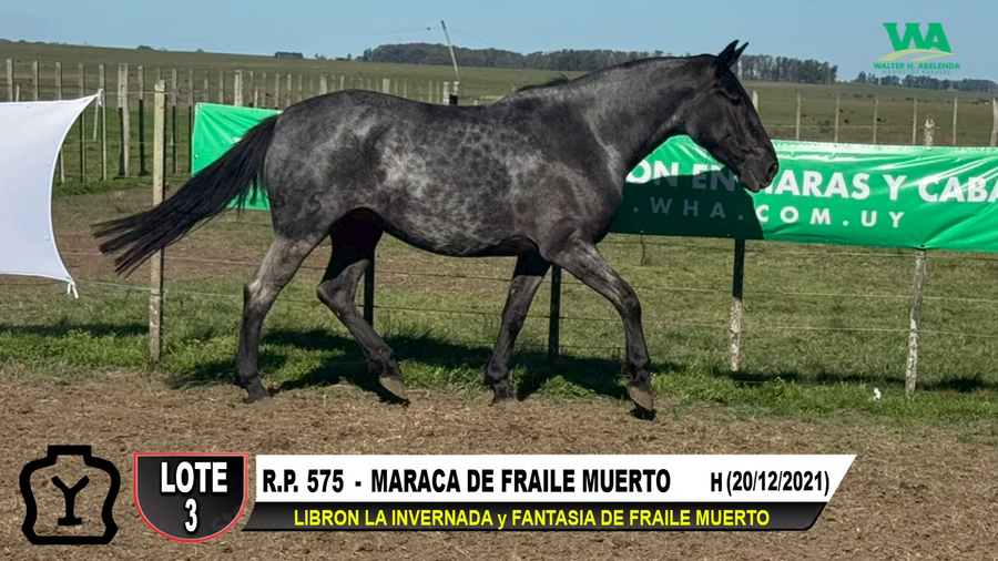 Lote MARACA DE FRAILE MUERTO