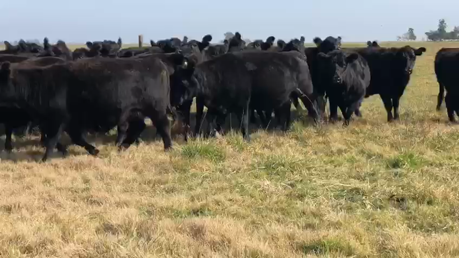 Lote 30 Vacas nuevas C/ gtia de preñez en Azul, Buenos Aires