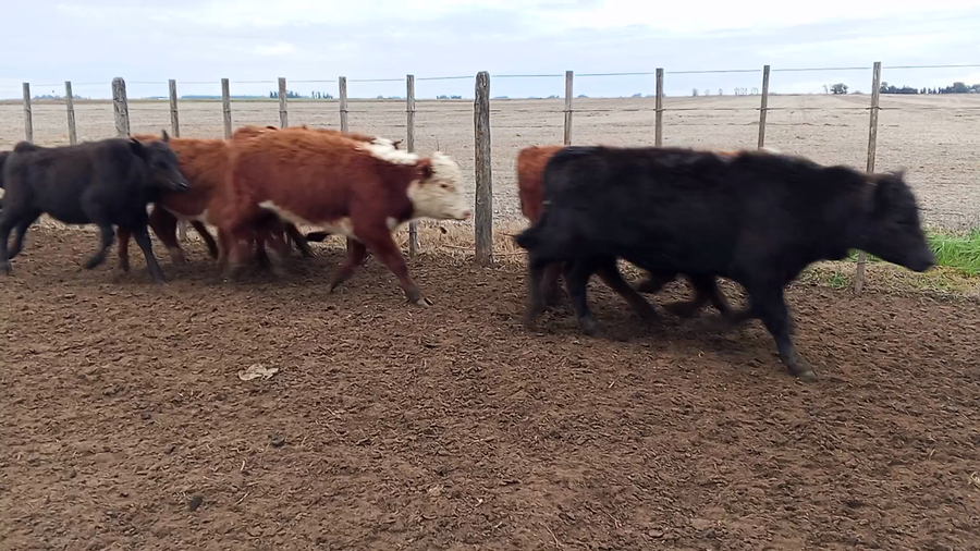 Lote 123 Terneros en Salazar