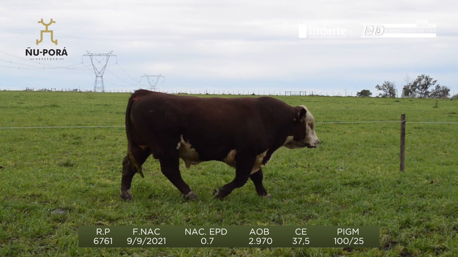 Lote Toros a remate en Remate anual Ñu Porá 2023, Paysandú