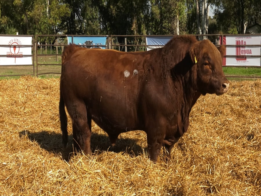 Lote TOROS ANGUS PP
