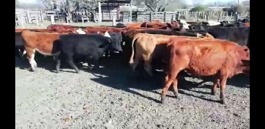 Lote 70 Terneros/as en Villaguay, Entre Ríos