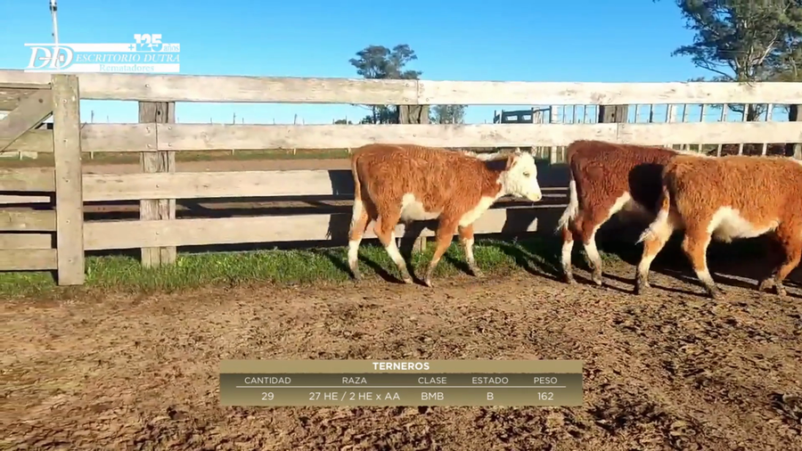 Lote 29 Terneros 27 HE Y 2 HE x AA a remate en 6º Expo Nacional Hereford 162kg -  en Amarillo