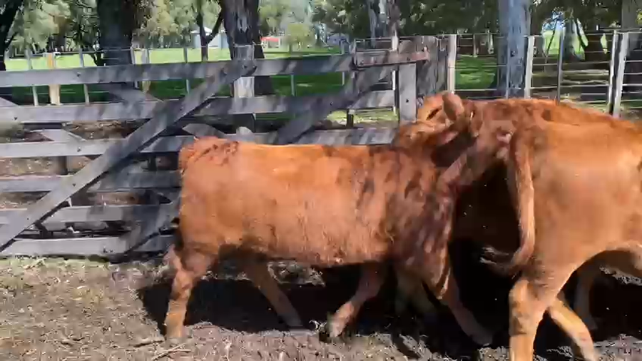 Lote 175 Terneros/as en Tres Arroyos, Buenos Aires