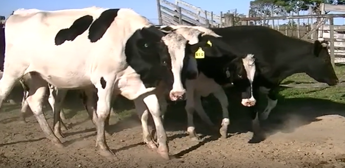 Lote 15 Vaquillonas en Esperanza, Santa Fe