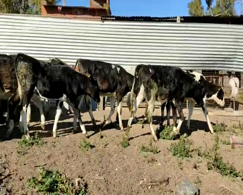 Lote VAQUILLONAS P/ENTORAR Y TERNERAS