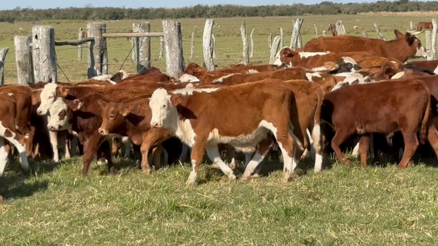 Lote 80 Terneros/as en Corrientes, Mercedes