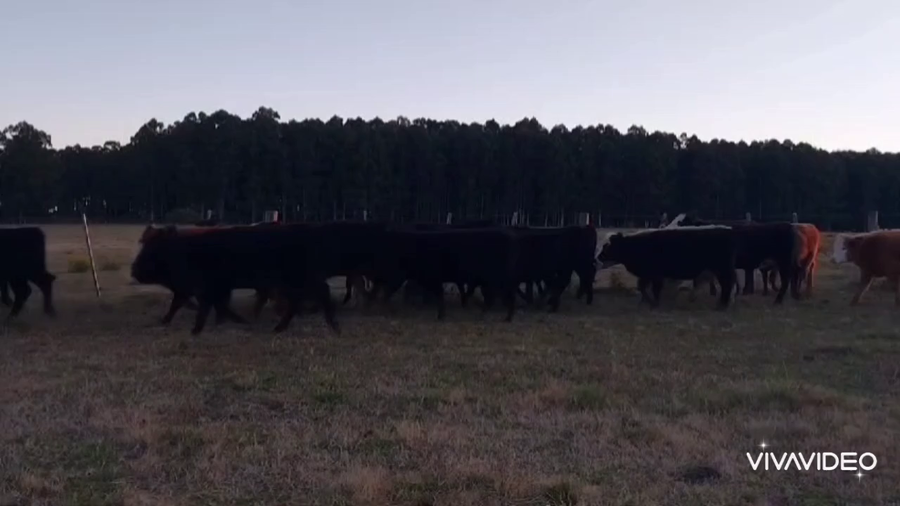 Lote 30 Terneras en Concordia, Entre Ríos