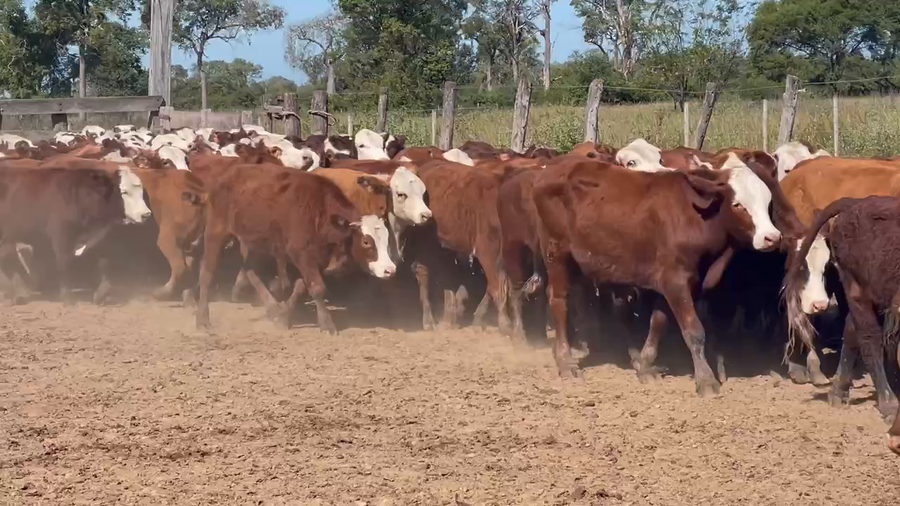 Lote 95 Novillitos en Ibarreta, Formosa