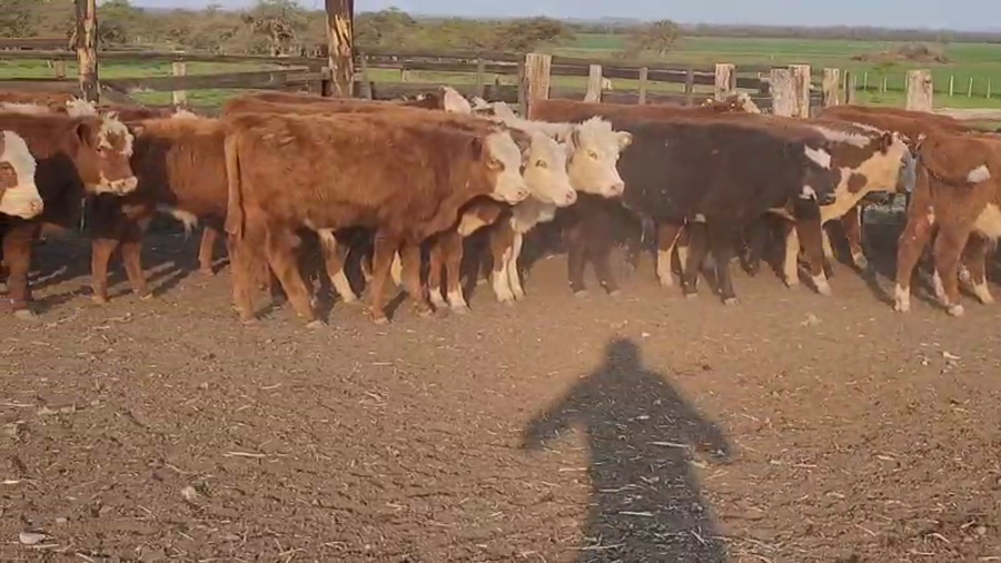Lote 124 Terneros en Villaguay, Entre Ríos