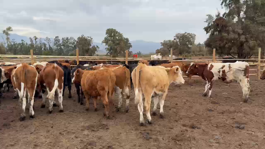 Lote 50 Novillo Engorda en Otra Localidad, V Región  Valparaíso