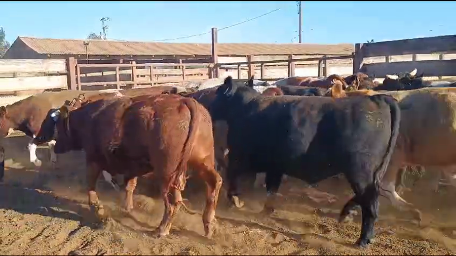 Lote 20 Novillo Gordo en Los Ángeles, VIII Región Biobío