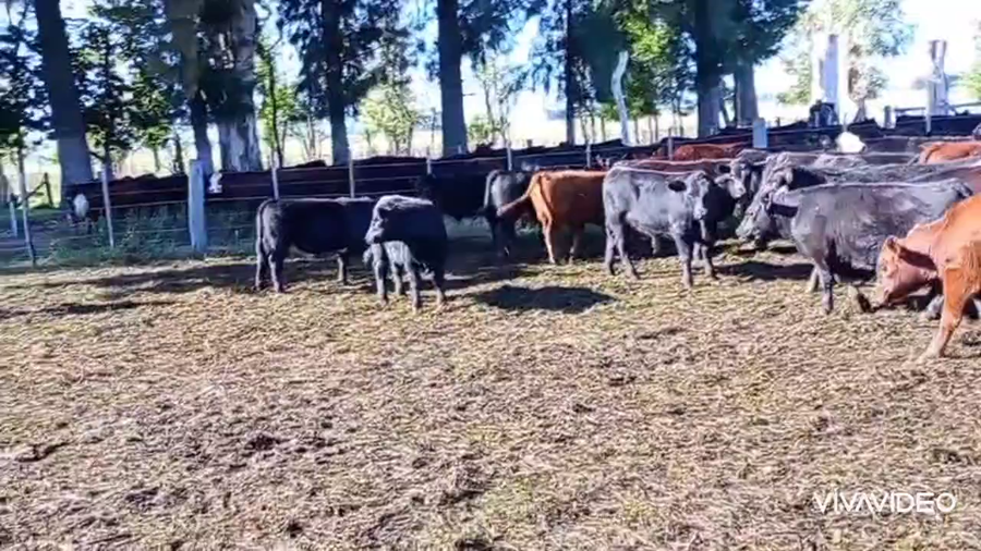 Lote 157 Terneros