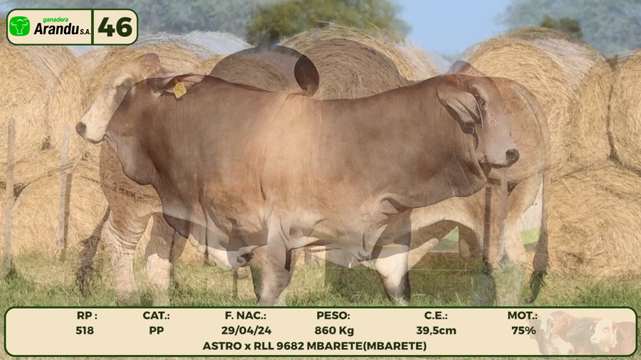 Lote LOTE 46