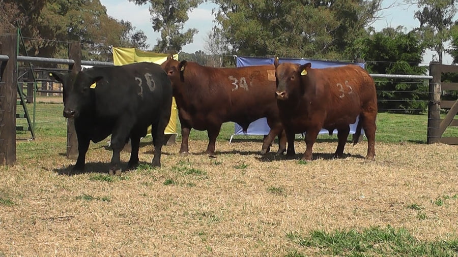 Lote TOROS ANGUS PURO CONTROLADO
