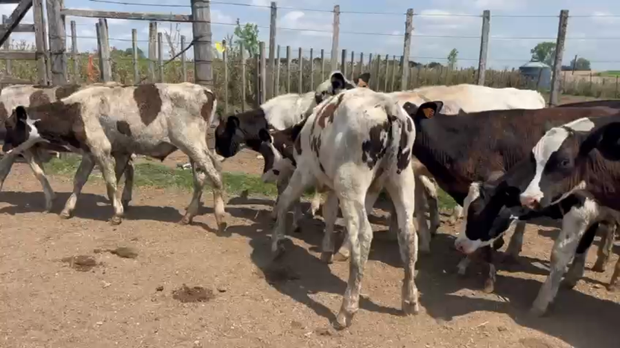 Lote 44 Terneros, San José