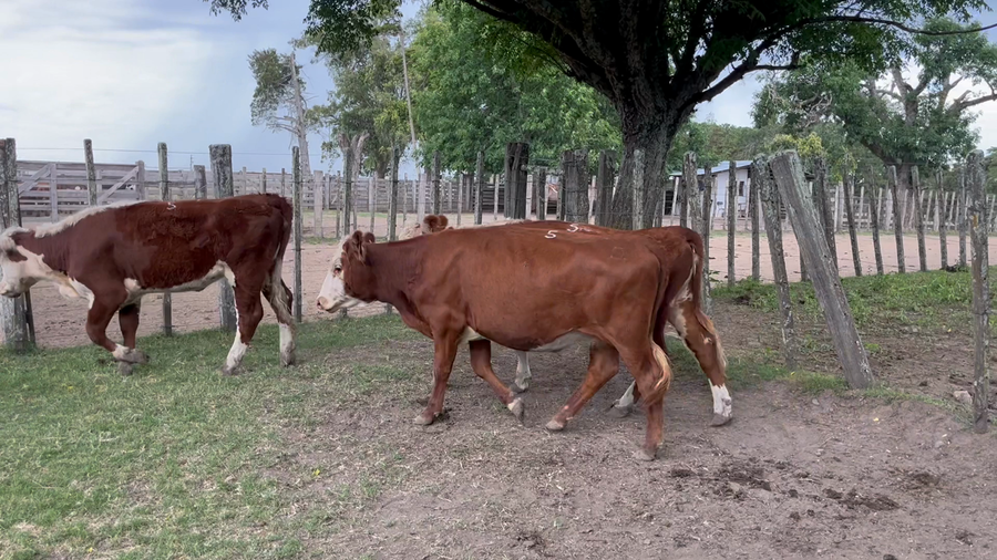 Lote 5 Vaquillonas 1 a 2 años