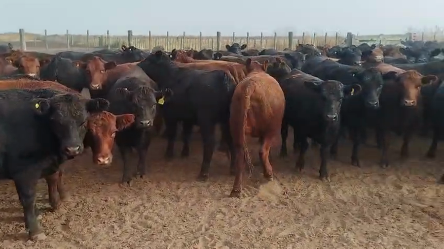 Lote 236 Vaquillonas en Villa Valeria, Córdoba