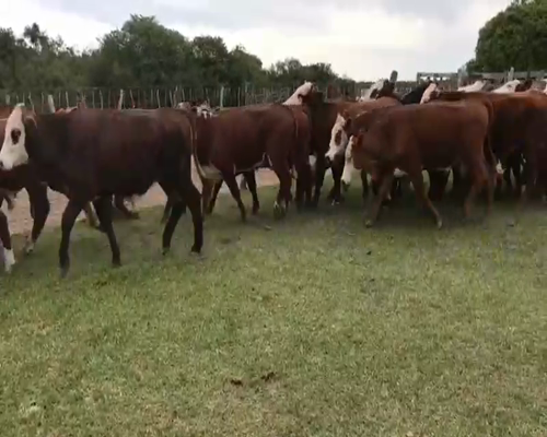 Lote 60 Novillos en Esquina, Corrientes