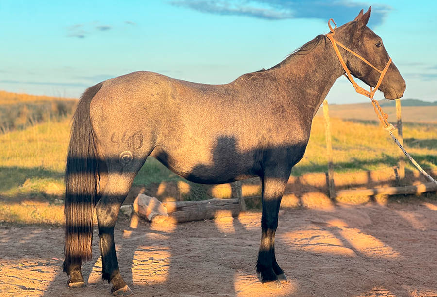 Lote PICARO DEL CEIBAL