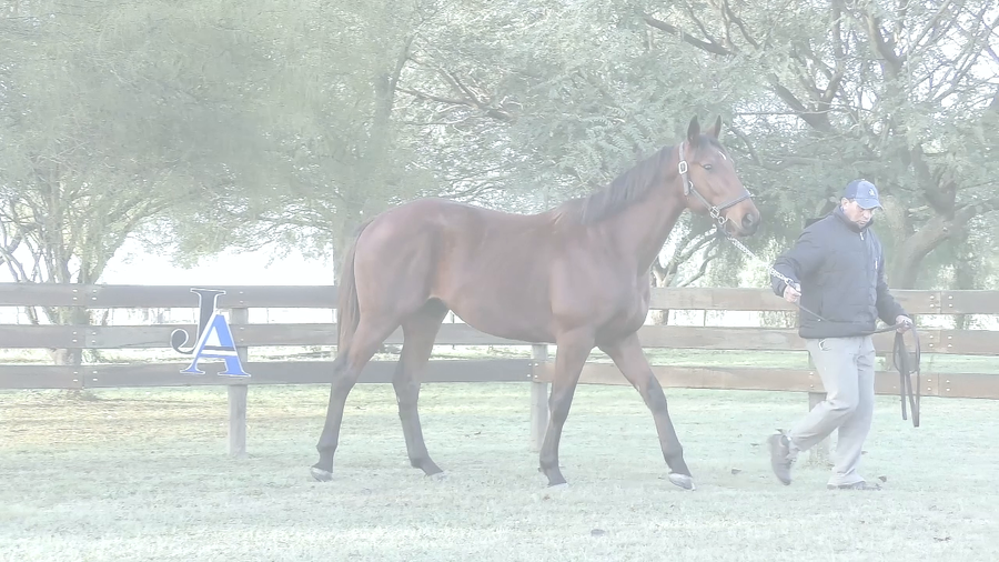 Lote EL BOSS (BACKYARD HEAVEN -  ORELLANA)