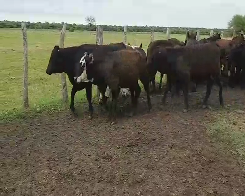 Lote 30 Terneros/as en Villaguay, Entre Ríos