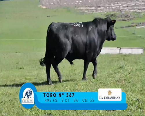 Lote TORO 367