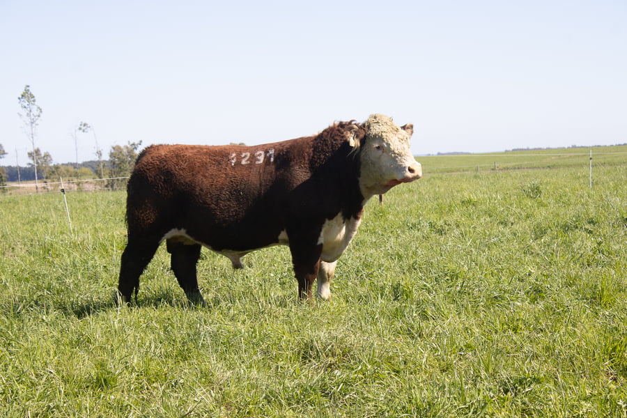 Lote 19