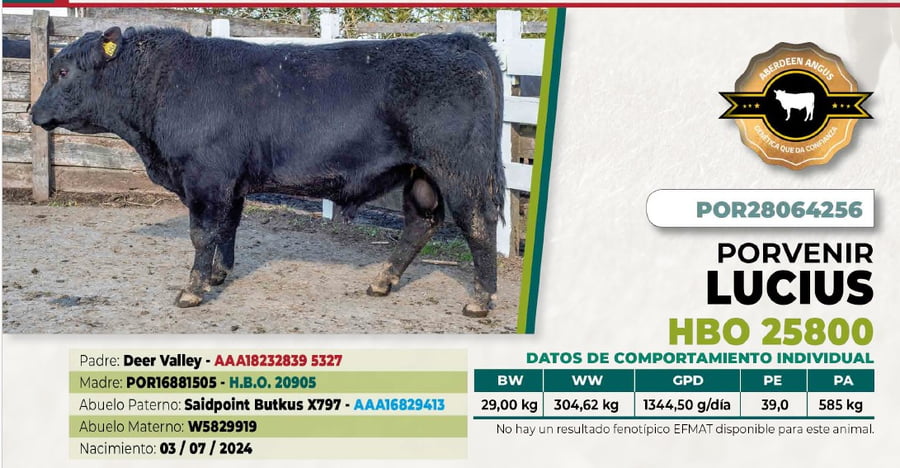 Lote 1 Toro LUCIUS DIIO 4256