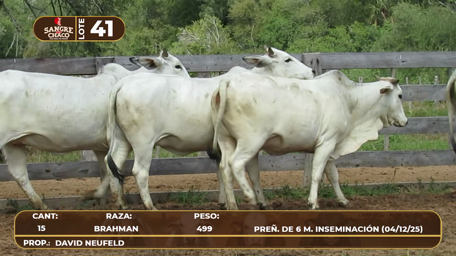 Lote Lote 41